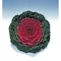 꽃양배추 피젼 레드 50s(약50개/봉)