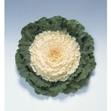 꽃양배추 피젼 화이트 50s(약50개/봉)